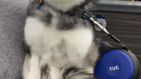 Miniature Husky Lookalike