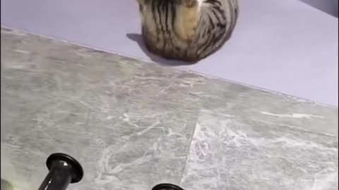 Funny and cute animals collection 79 Your follow and sharing is the best support for me💯