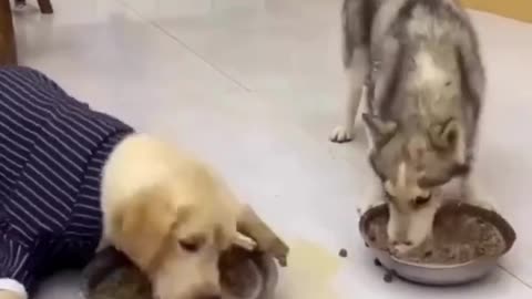 Funny Dog In video