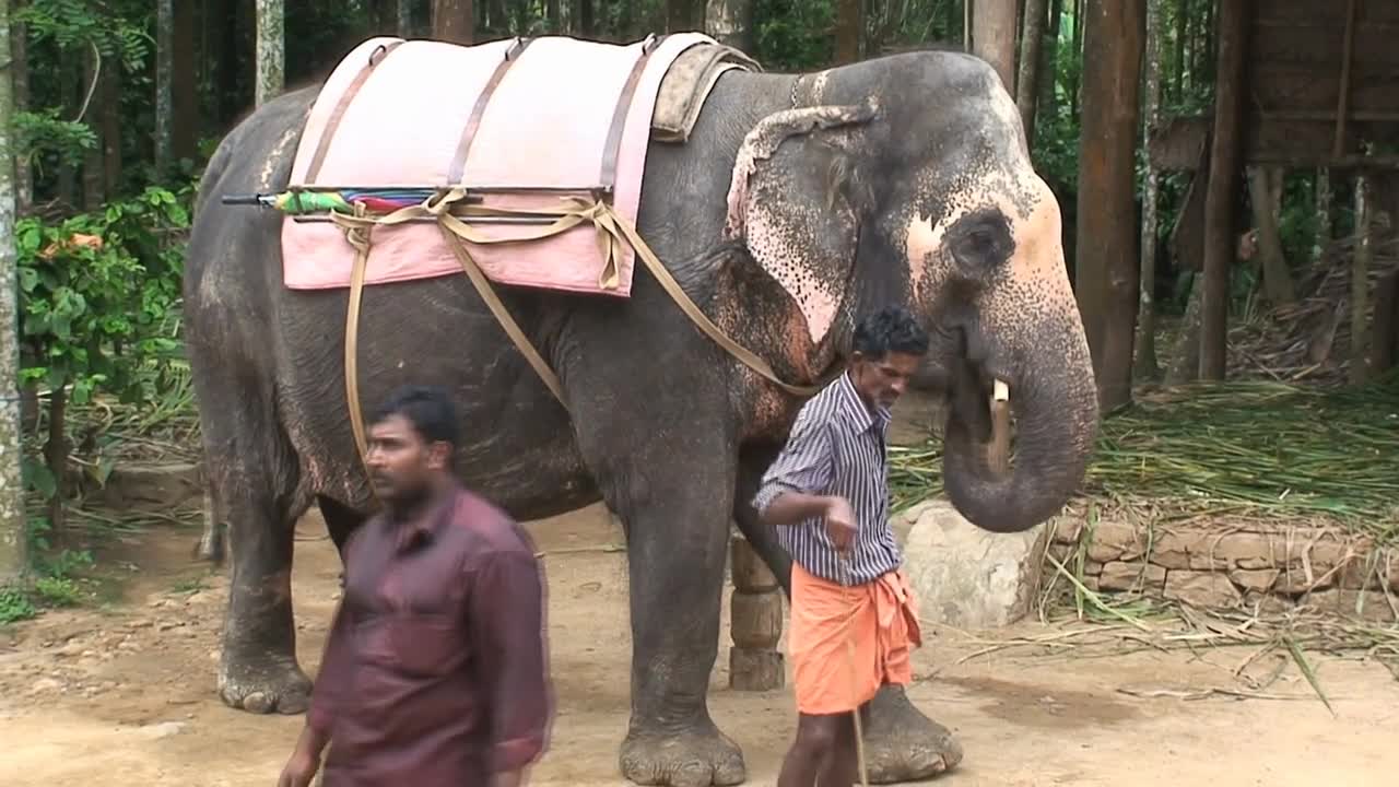 Elephant safari in Thekkady India