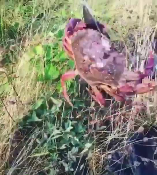 crab caught on fishing rod