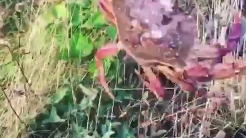 crab caught on fishing rod