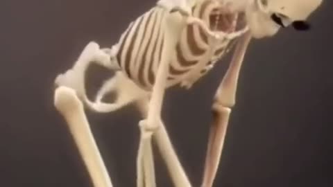 Skeleton dance