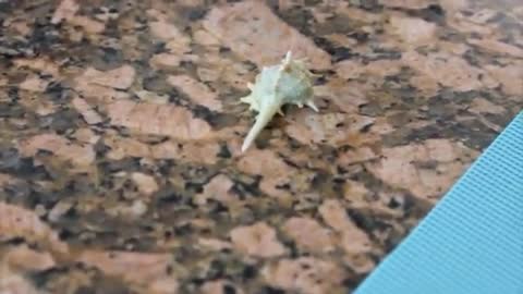 Seashell with Legs