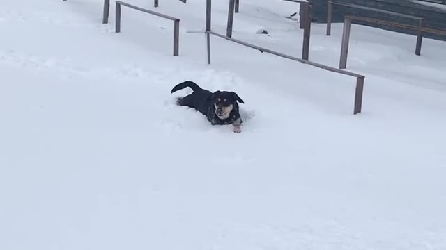 Cute little doggo plays in the snow