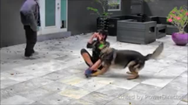 Easy Guard Dog Training Steps