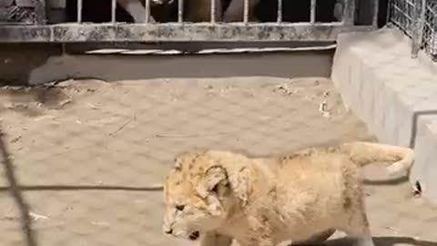 Dog want to play with little Lion cub