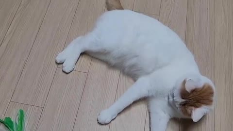 Cats Playing with fun