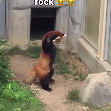 Who put that rock there? 🤣🤣🤣