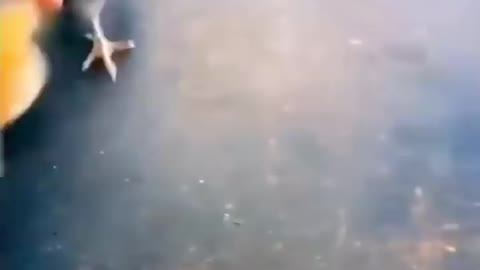 Funny animals try not to laugh 😂😂