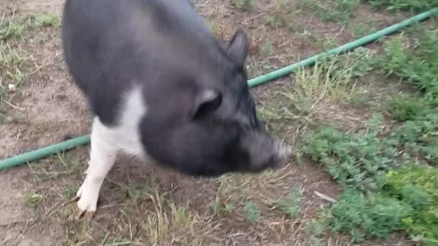 Mini Pigs Peppa And Bubbles Chase The Barbie Jeep