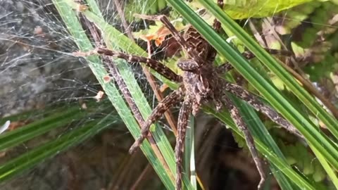Water Spider