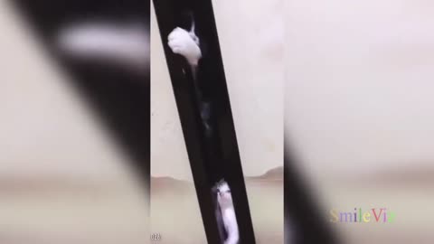 ULTIMATE|| Animal Compilation || Funny Fails || viral || comedy