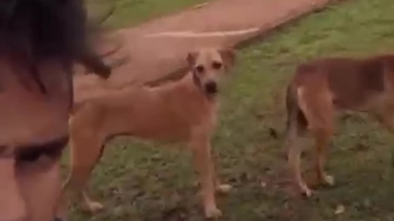 Very funny cat and dog compilation //😂😂😂😂