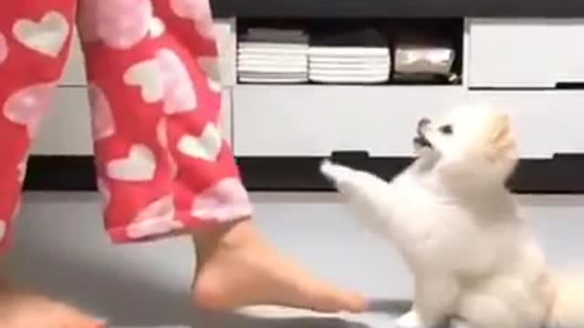 Funny cat