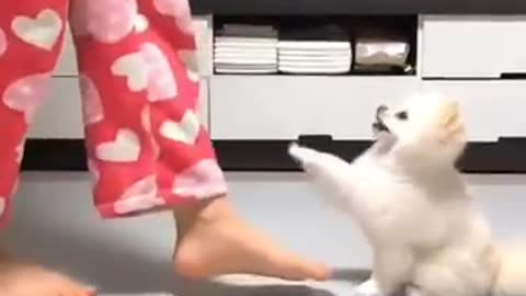 Funny cat