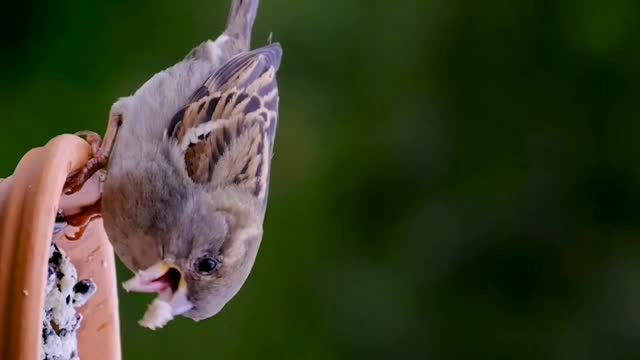 Cute Bird eating time #shots