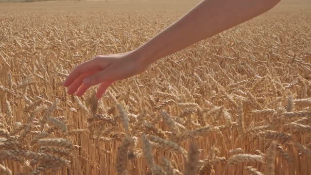 Ears of wheat at harvest