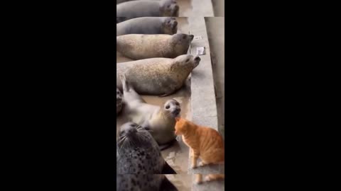 Funny Animal Videos 2023