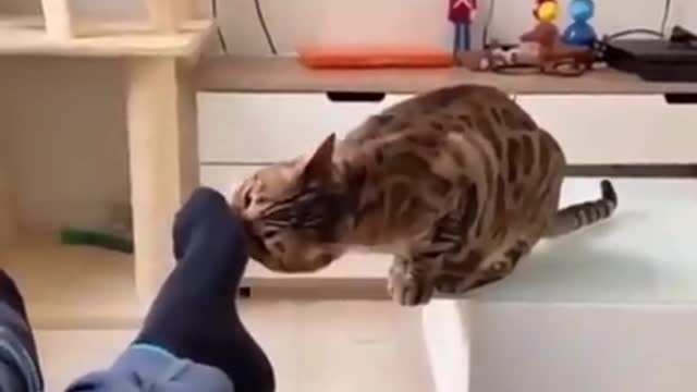 Cat died after smelling the socks of Human being 😱😱How?😱😱