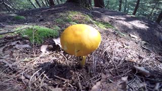 Mushroom