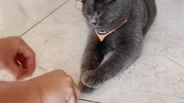 cheating cat 🤣🤣🤣,from tiktok @dabao508 #shorts