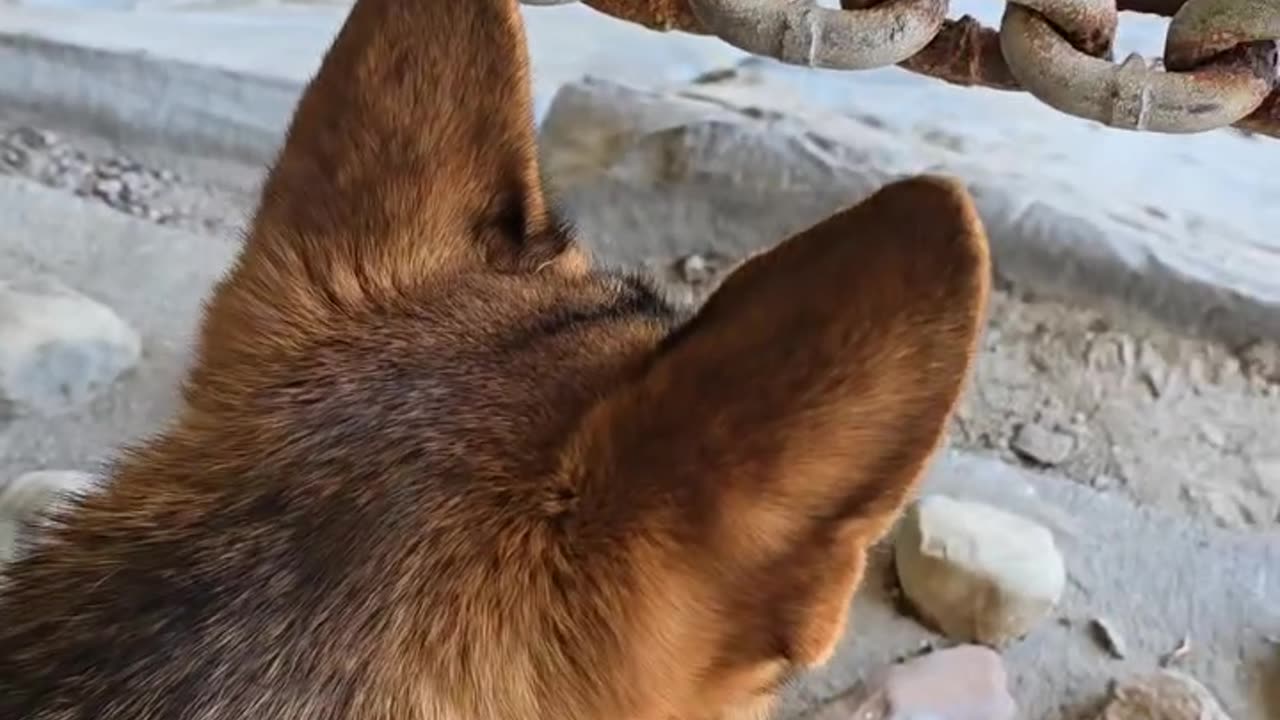 Service dog visits wizardly world of Kent.