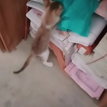 Kitten Playing and reading Book #short
