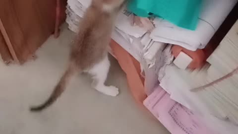 Kitten Playing and reading Book #short