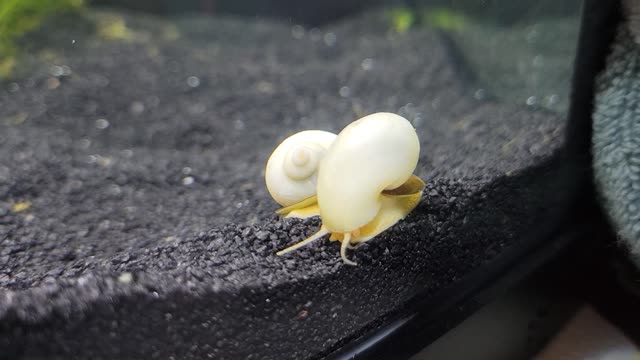 Ivory Mystery Snails Crawl Peacefully