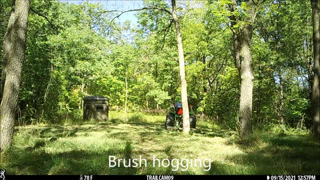 Brush hogging walnut field