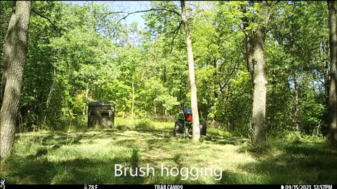 Brush hogging walnut field