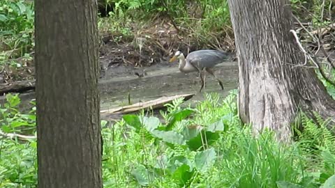 Blue heron feeding