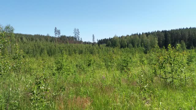 Eksyksissä, uni 7 - Indy Angel