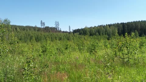 Eksyksissä, uni 7 - Indy Angel