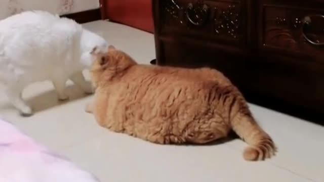 Cute Kitty
