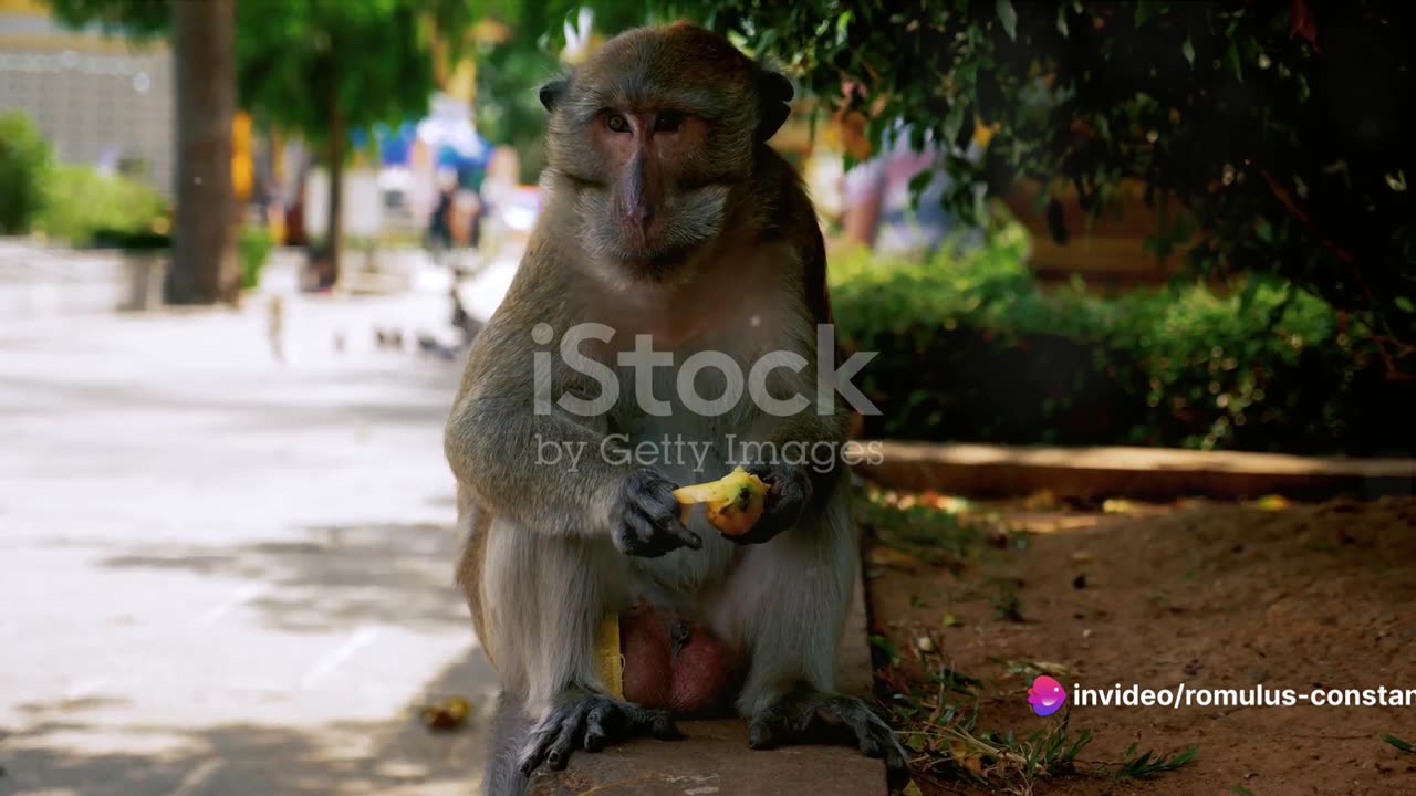 Monkey life