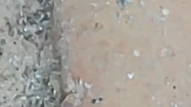 Black widow vs leaf worm