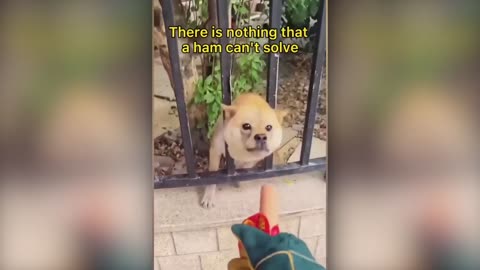 Funniest Animals Video