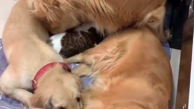 #pet #fyp #dog #cat #foryou