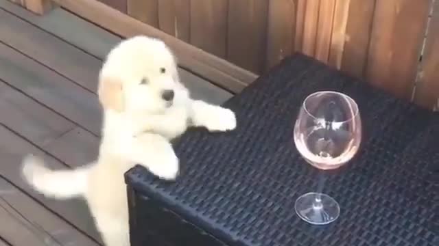 Cute Puppy Barking For a Drink :-)