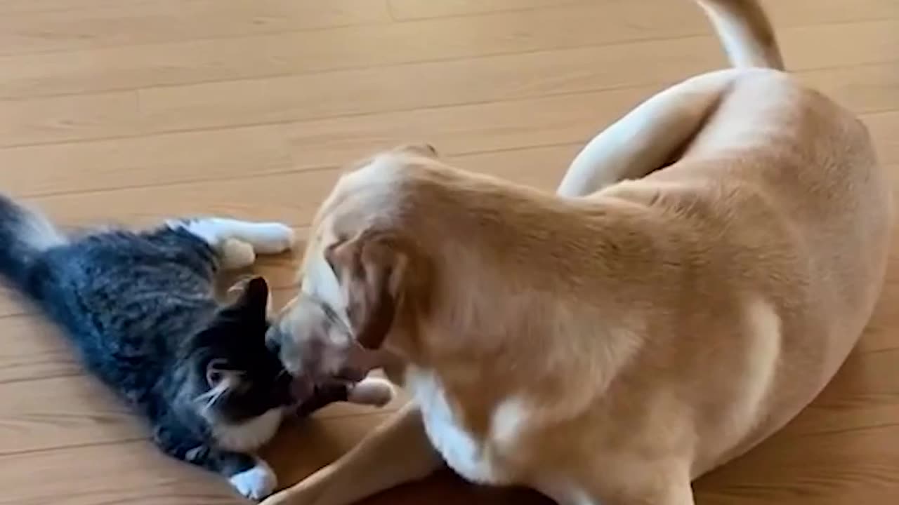 Adorable Kitten & Dog Wrestle!