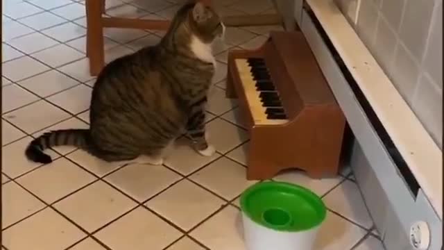 My cat plays the piano when he's hungry