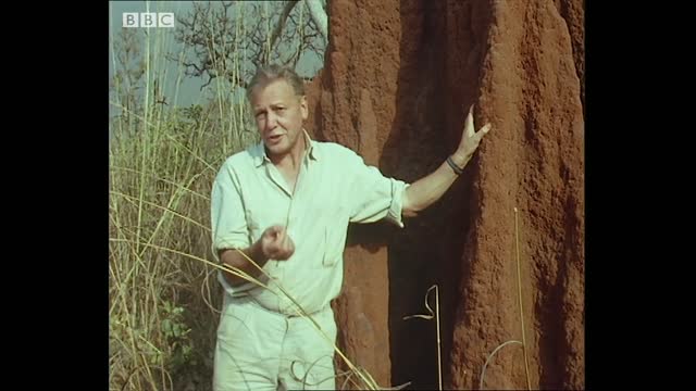 Fascinating Termite Architecture | Trials Of Life | BBC Earth