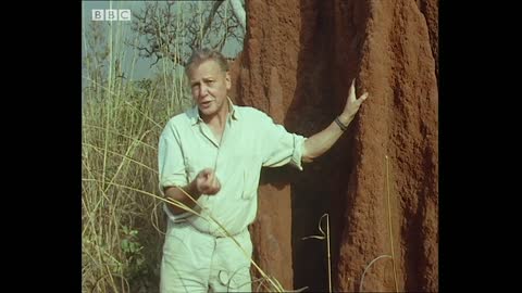 Fascinating Termite Architecture | Trials Of Life | BBC Earth