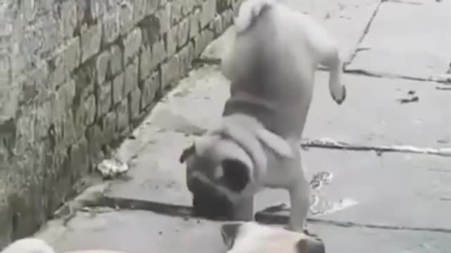 This dog has a super qualification