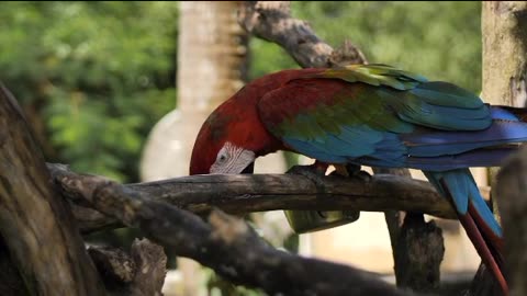 Parrot sitting on a branch