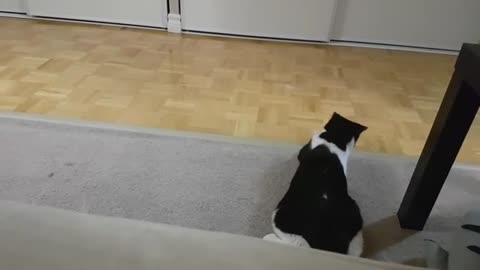Cat with favorite Toy