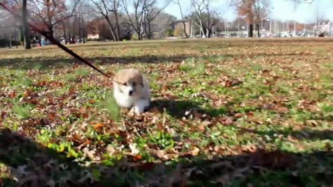 Corgi puppy running