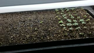 Update #1 On Our Cool Plants Indoor Starts - Sprouts, Thinning & Watering